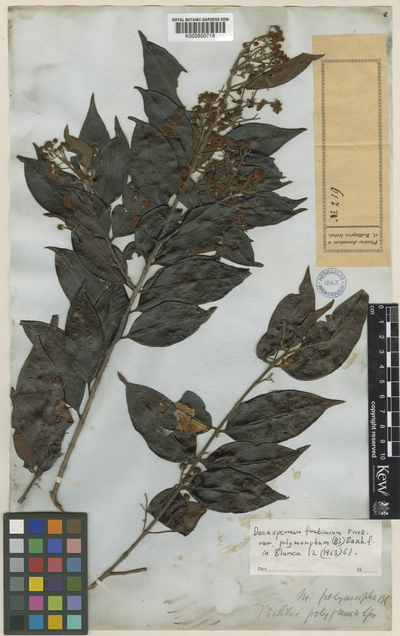 Decaspermum parviflorum (Lam.) A.J.Scott