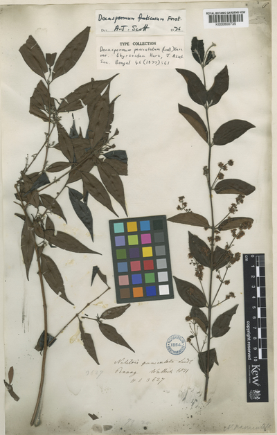 Decaspermum paniculatum (Lindl.) Kurz
