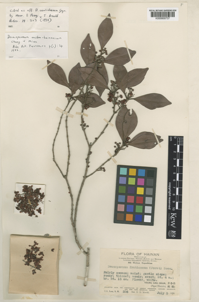 Decaspermum montanum Ridl.