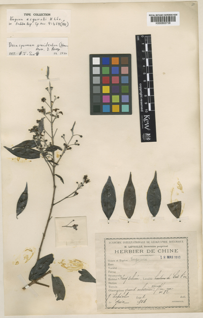 Decaspermum gracilentum (Hance) Merr. & L.M.Perry