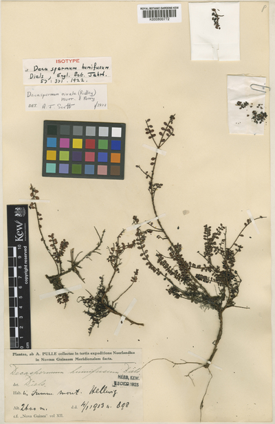 Decaspermum nivale (Ridl.) Merr. & L.M.Perry
