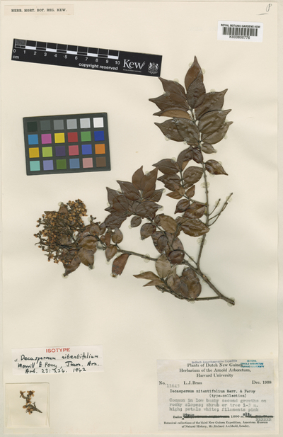Decaspermum nitentifolium Merr. & L.M.Perry