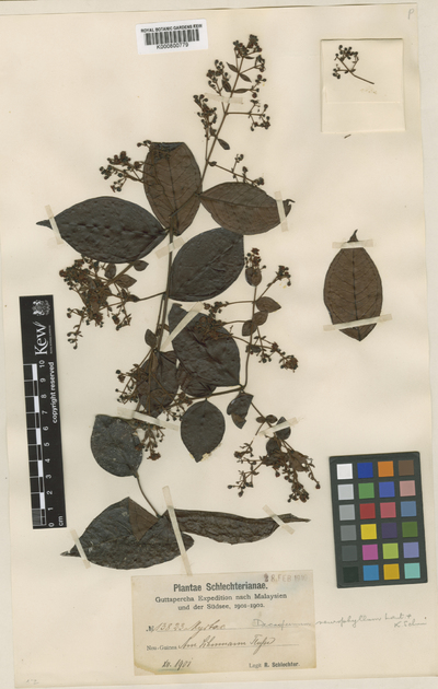 Decaspermum neurophyllum K.Schum. & Lauterb.