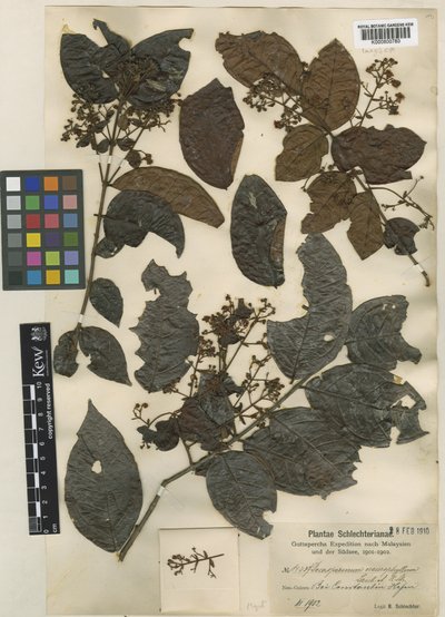 Decaspermum neurophyllum K.Schum. & Lauterb.
