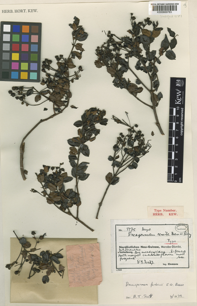 Decaspermum forbesii Baker f.