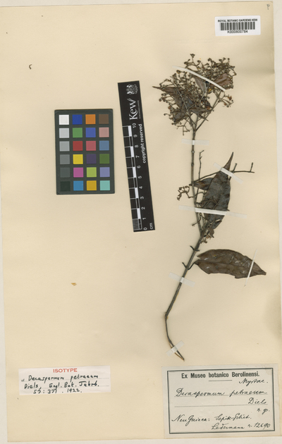 Decaspermum bracteatum (Roxb.) A.J.Scott