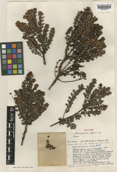Decaspermum alpinum P.Royen