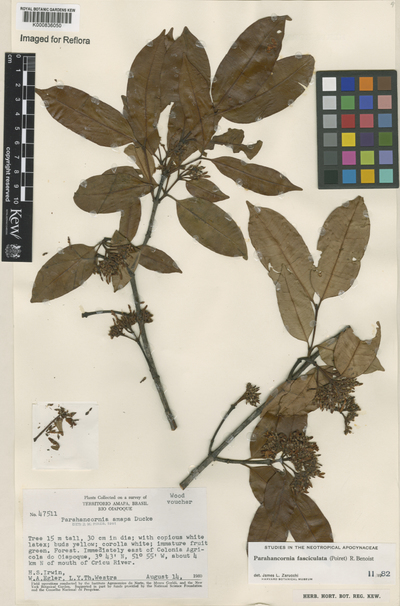 Parahancornia fasciculata (Poir.) Benoist
