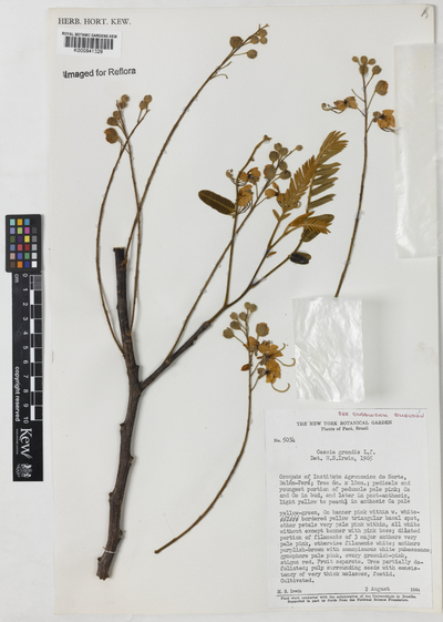Cassia grandis L.f.