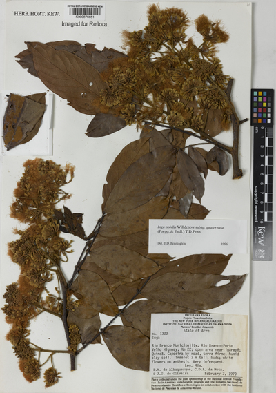 Inga nobilis Willd. subsp. quaternata (Poepp. & Endl.) T.D.Penn.