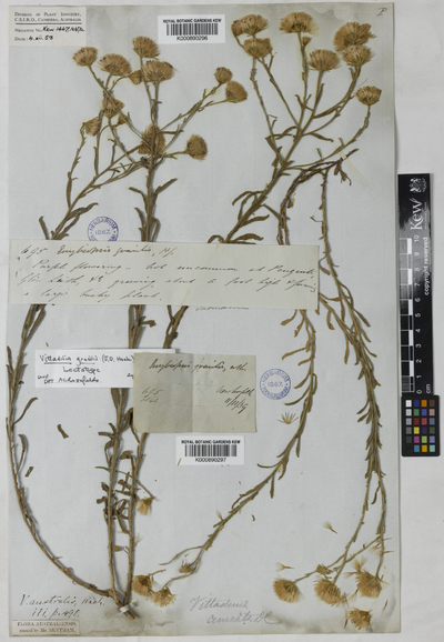 Vittadinia gracilis (J.D.Hooker) H.Burb.