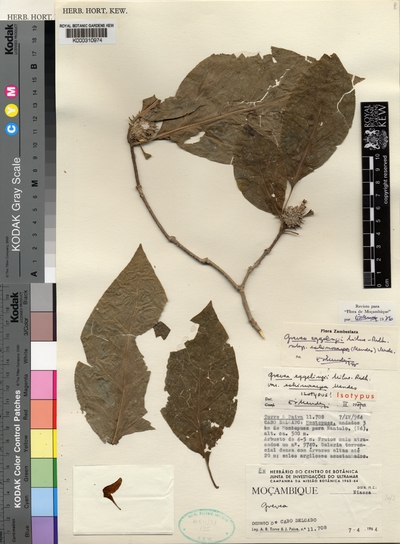 Grevea eggelingii  subsp. echinocarpa ( Mendes ) Verdcourt