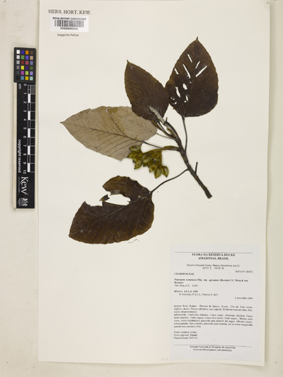Pourouma tomentosa Mart. ex Miq. subsp. apiculata (Benoist) C.C.Berg & Heusden