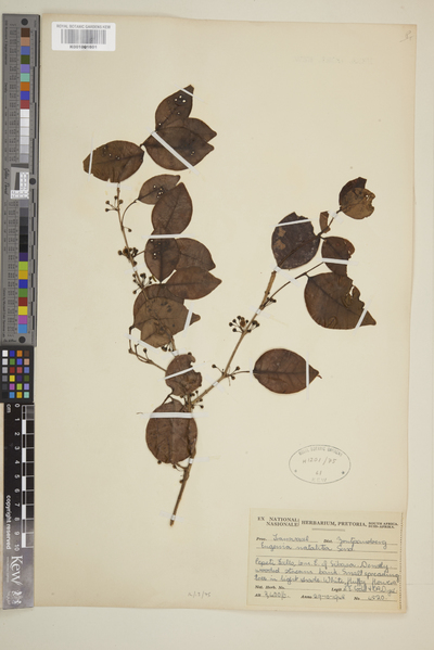Eugenia capensis (Eckl. & Zeyh.) Harv. subsp. natalitia (Sond.) F.White