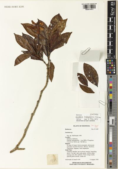 Gardenia kabaenensis Y.W.Low