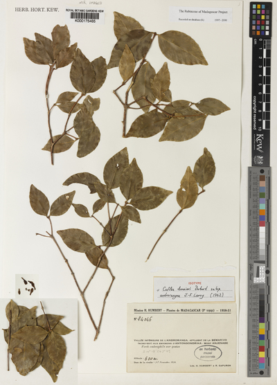 Coffea bonnieri Dubard subsp. androrangae J.-F.Leroy