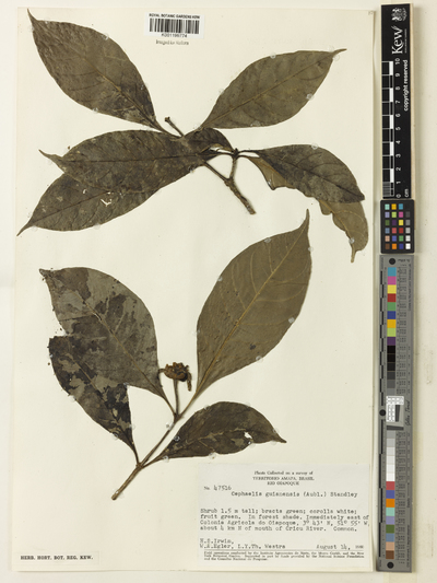 Carapichea guianensis Aubl.