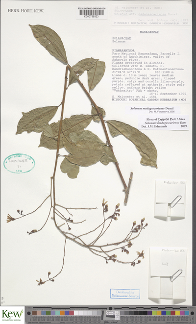 Solanum madagascariense Dunal