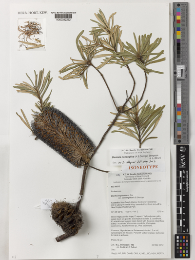 Banksia neoanglica (A.S.George) Stimpson & J.J.Bruhl