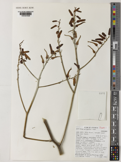 Aloe gilbertii T.Reynolds ex Sebsebe & Brandham subsp. megalacanthoides M.G.Gilbert & Sebsebe
