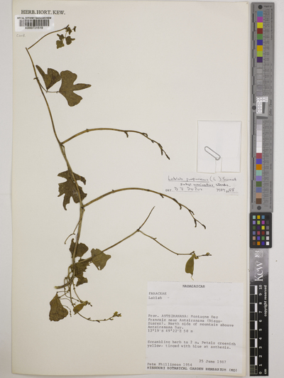 Lablab purpureus (L.) Sweet subsp. uncinatus Verdc.