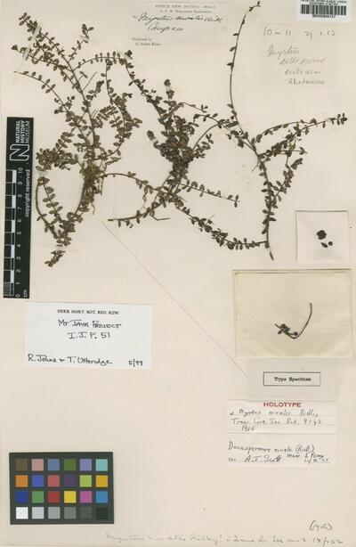 Decaspermum nivale (Ridl.) Merr. & L.M.Perry