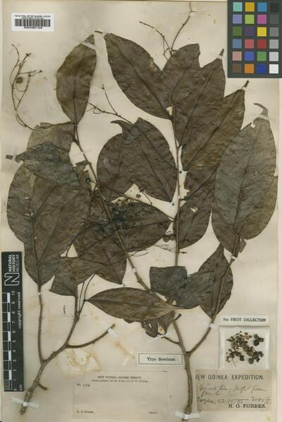 Phyllanthus effusus S.Moore
