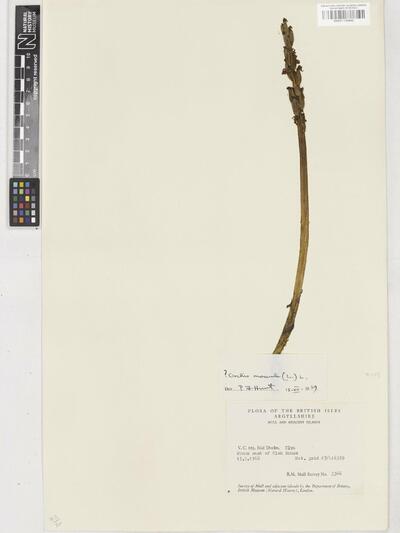 Orchis mascula (L.) L.