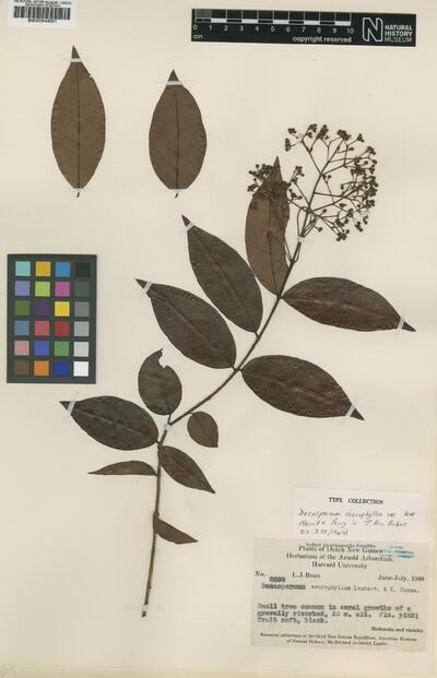 Decaspermum neurophyllum Lauterb. & Schum.