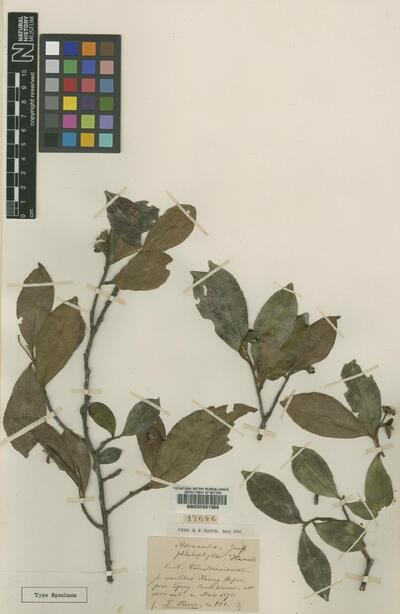 Adinandra phlebophylla Hance