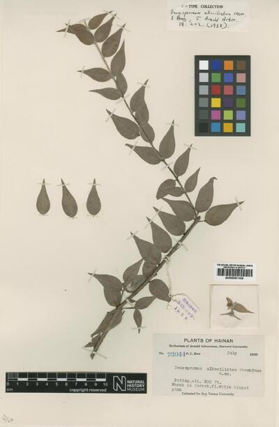Decaspermum albociliatum Merr. & L.M.Perry