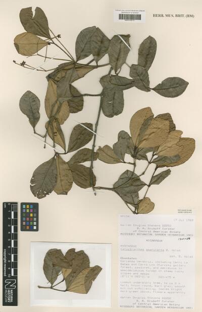 Calyptranthes amarulenta B.Holst