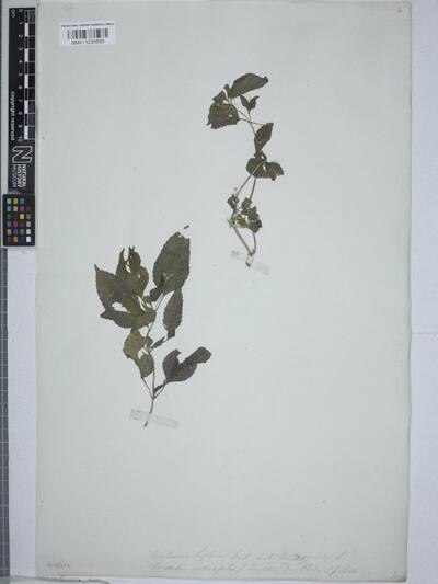 Wedelia urticifolia