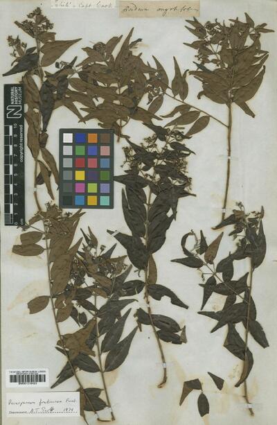 Decaspermum fruticosum J.R.Forst. & G.Forst.