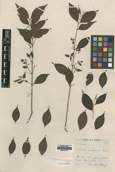 Decaspermum parviflorum subsp. gracilentum (Hance) Parn