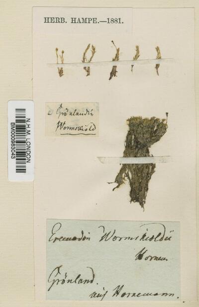 Aplodon wormskioldii (Hornem.) R.Br.