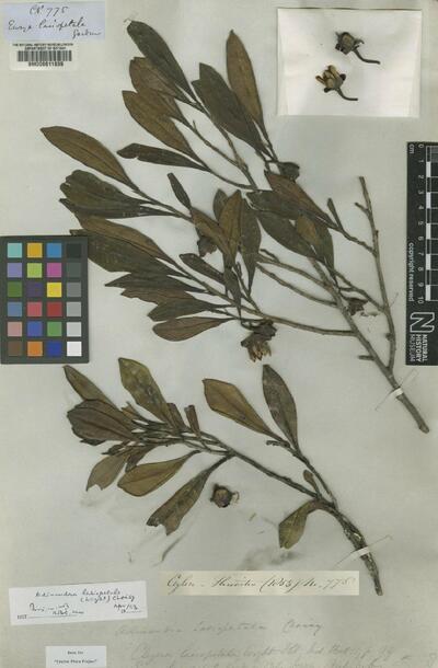 Adinandra lasiopetala (Wight) Choisy