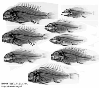Haplochromis bloyeti (Sauvage, 1883)