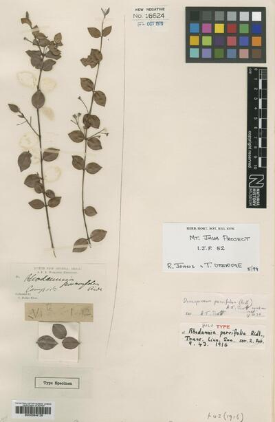 Decaspermum parvifolium (Ridl.) A.J.Scott