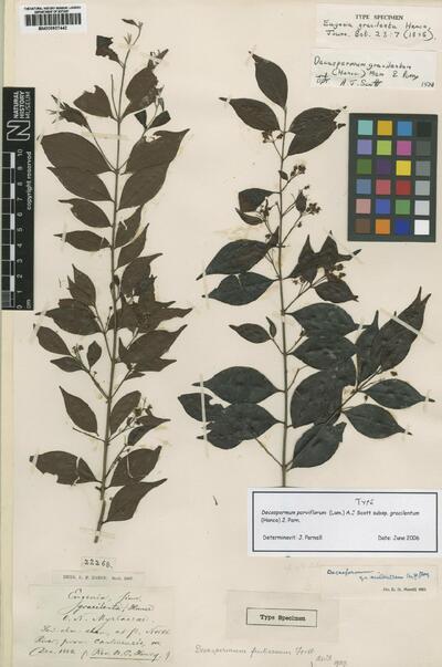 Decaspermum parviflorum subsp. gracilentum (Hance) J.Parn.