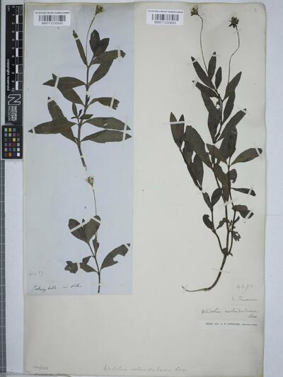 Wedelia calendulacea (L.) Less