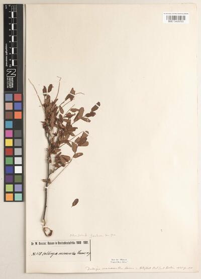 Dalbergia hostilis Benth.