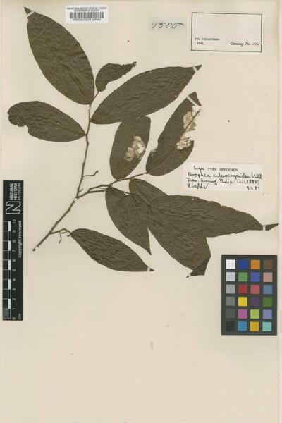 Orophea enterocarpoidea Vidal