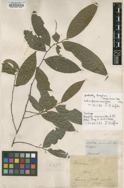 Orophea acuminata A.DC.