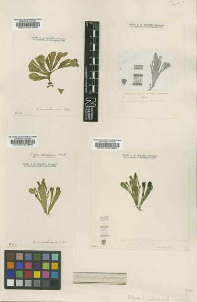 Ulva japonica (Holmes) Papenfuss