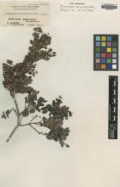 Decaspermum microphyllum Merr.
