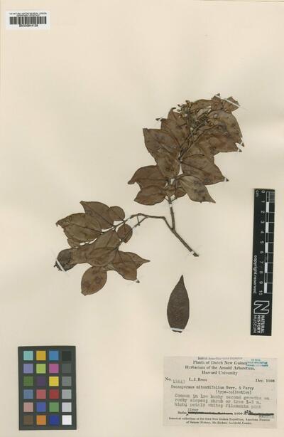 Decaspermum nitentifolium Merr. & L.M.Perry