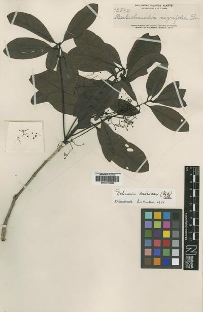 Dehaasia cairocan (Vidal) C.K.Allen
