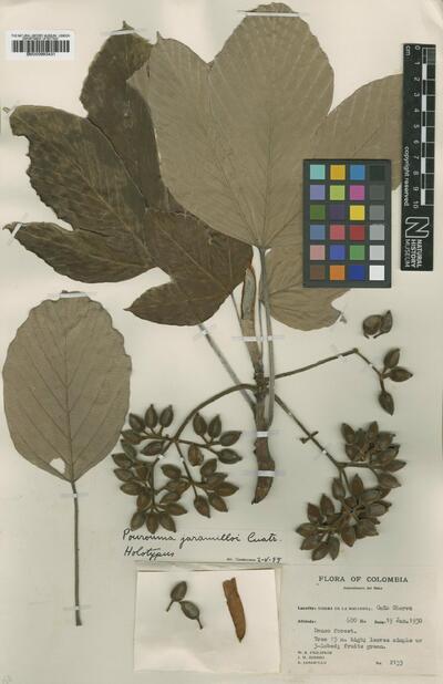 Pourouma mollis subsp. triloba (Trécul) C.C.Berg & Heusden