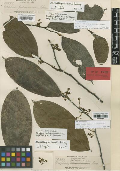 Orophea creaghii (Ridl.) Leonardía et Kessler
